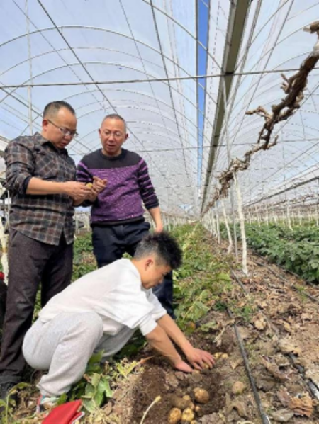 农业科学学院粮经复合种植科研团队开展葡萄-马铃薯套作现场测产会-ljb 2023 02-2262