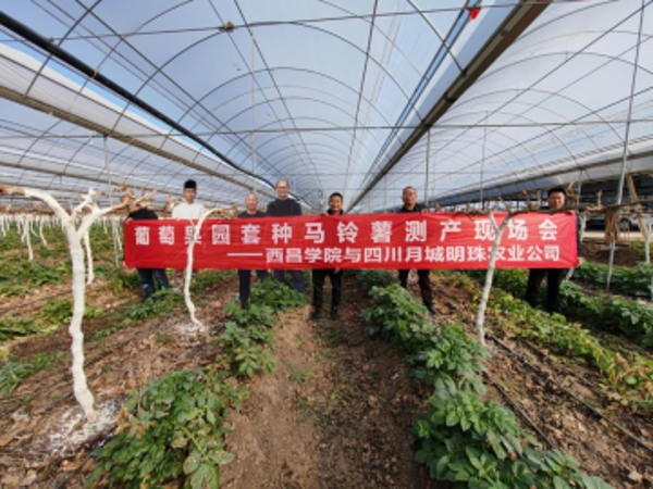 农业科学学院粮经复合种植科研团队开展葡萄-马铃薯套作现场测产会-ljb 2023 02-2788