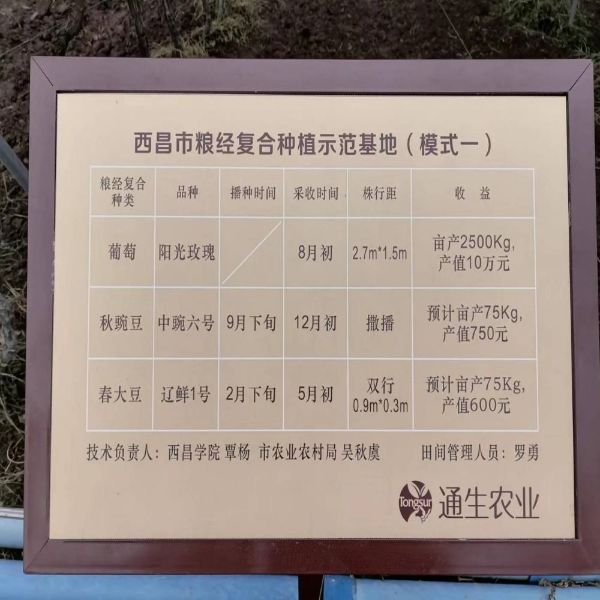 yl34511总网址持续助力企业发展，向黄强省长汇报西昌葡萄产业情况